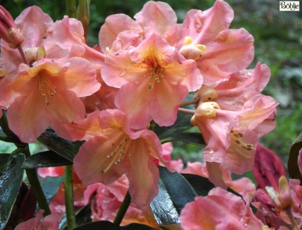 Rhododendron Hybride 'Olga'