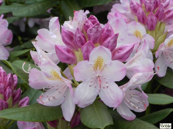 Rhododendron Hybride 'Parsons Gloriosum'