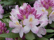 Rhododendron Hybride 'Parsons Gloriosum'