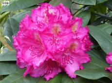 Rhododendron Hybride 'Pearce's American Beauty'