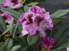 Rhododendron Hybride 'Pfauenauge' (R)