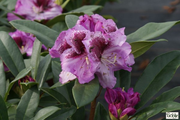 Rhododendron Hybride 'Pfauenauge' (R)