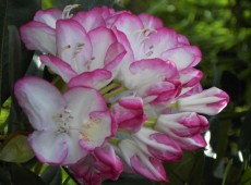 Rhododendron Hybride 'Picotee'