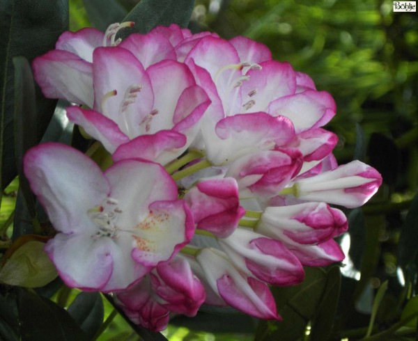 Rhododendron Hybride 'Picotee'