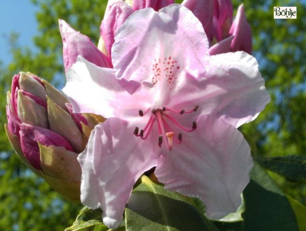 Rhododendron Hybride 'Pink Pearl'