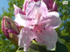 Rhododendron Hybride 'Pink Pearl'