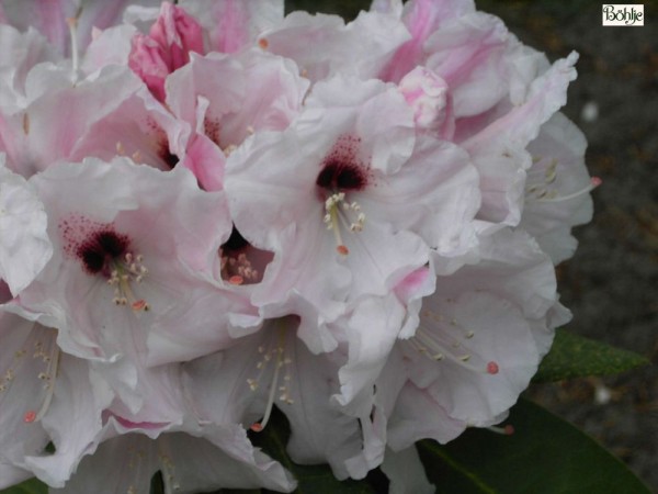 Rhododendron Hybride 'Platinum Pearl'