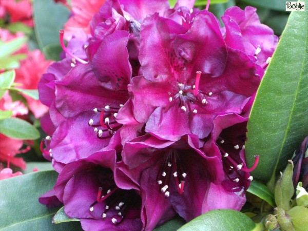 Rhododendron Hybride 'Polarnacht'