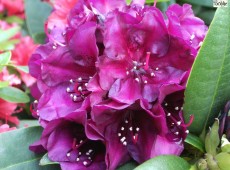 Rhododendron Hybride 'Polarnacht'