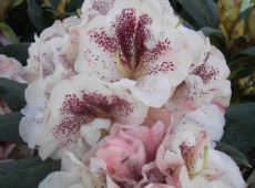 Rhododendron Hybride 'Prinses Maxima' -S-