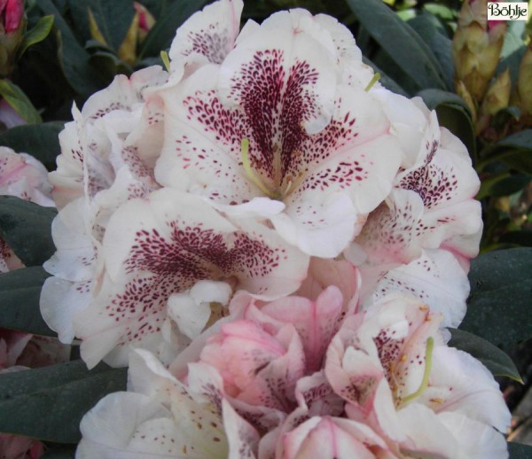 Rhododendron Hybride 'Prinses Maxima' -S-