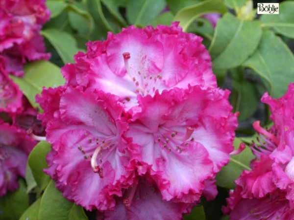 Rhododendron Hybride 'Professor Horst Robenek'