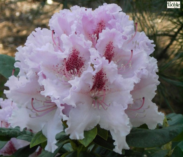 Rhododendron Hybride 'Progres'