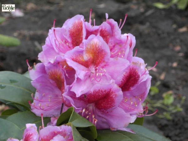 Rhododendron Hybride 'Puccini'