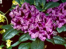 Rhododendron Hybride 'Purple Splendour' 