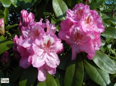 Rhododendron Hybride 'Queen Mary'