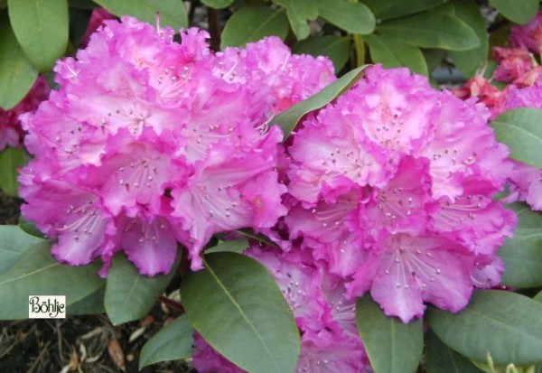 Rhododendron Hybride 'Quinte'
