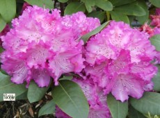 Rhododendron Hybride 'Quinte'