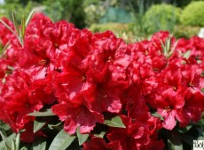 Rhododendron Hybride 'Rabatz' (R)