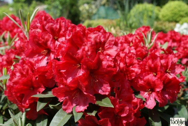 Rhododendron Hybride 'Rabatz' (R)