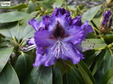 Rhododendron Hybride 'Rasputin'