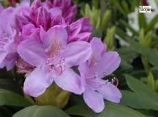 Rhododendron Hybride 'Roseum Elegans'