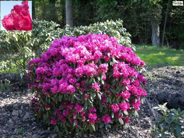 Rhododendron Hybride 'Rubescens'