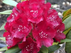 Rhododendron Hybride 'Sammetglut'