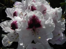 Rhododendron Hybride 'Sapporo'
