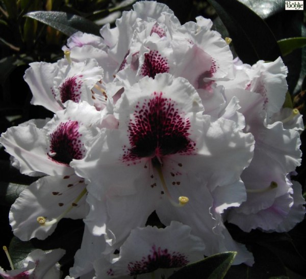 Rhododendron Hybride 'Sapporo'