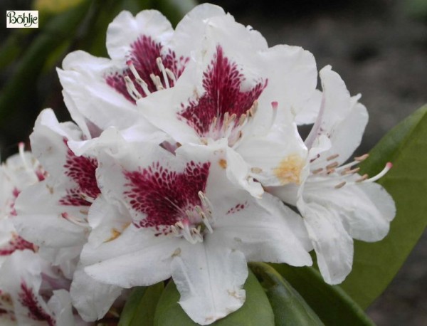 Rhododendron Hybride 'Schneeauge'