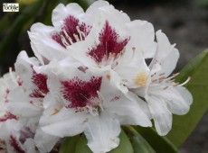 Rhododendron Hybride 'Schneeauge'