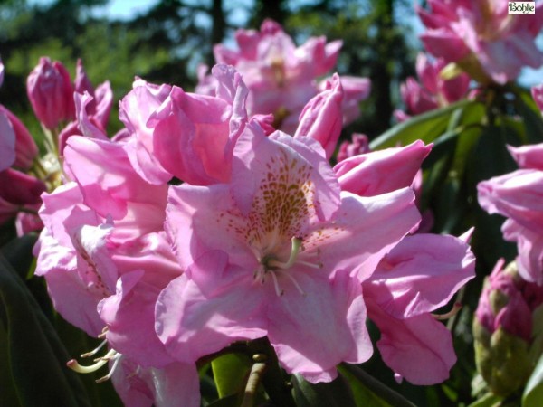 Rhododendron Hybride 'Scintillation'