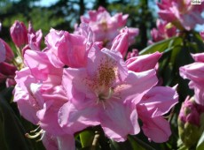 Rhododendron Hybride 'Scintillation'