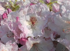 Rhododendron Hybride 'Simona'