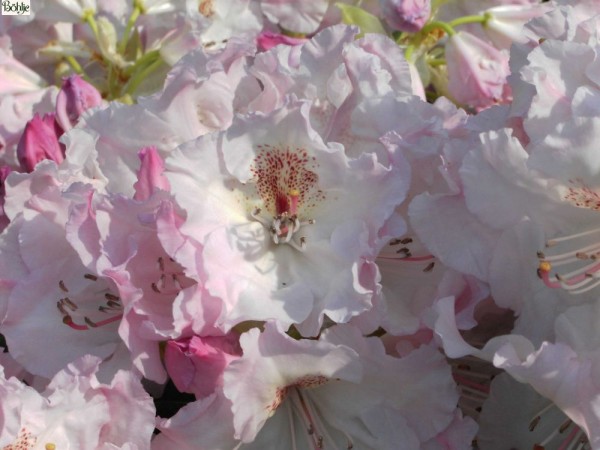 Rhododendron Hybride 'Simona'