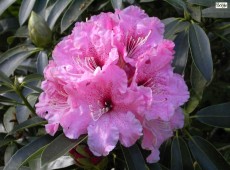 Rhododendron discolor 'Spätlese'