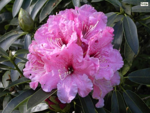 Rhododendron discolor 'Spätlese'