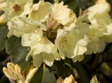 Rhododendron Hybride 'Stadt Westerstede'
