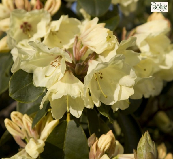 Rhododendron Hybride 'Stadt Westerstede'