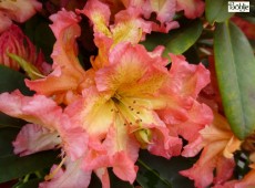 Rhododendron Hybride 'Sun Fire'