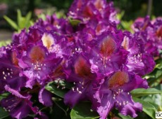Rhododendron Hybride 'Tamarindos'