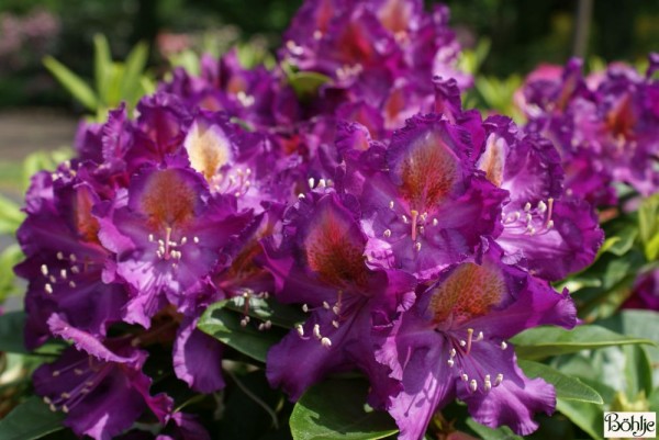 Rhododendron Hybride 'Tamarindos'