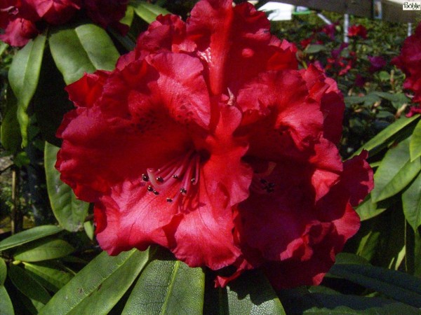 Rhododendron Hybride 'Taurus'