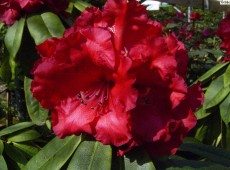 Rhododendron Hybride 'Taurus'