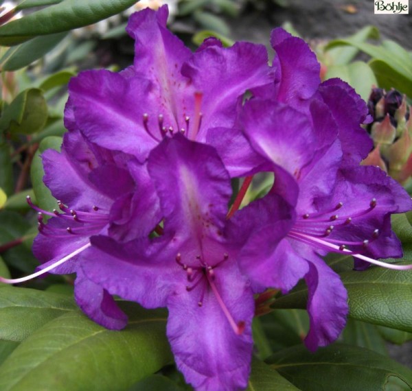 Rhododendron Hybride 'Tonika'