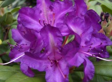Rhododendron Hybride 'Tonika'