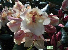 Rhododendron Hybride 'Viscy'