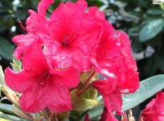 Rhododendron Hybride 'Vulcan'