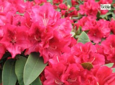 Rhododendron Hybride 'Wilgen's Ruby'